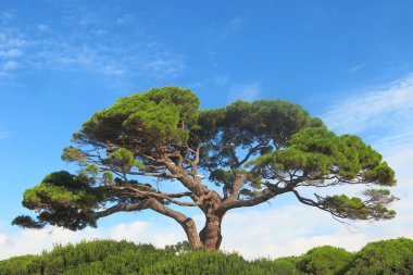 Kalın yeşil yaprakları ve mavi gökyüzü olan çok büyük bir deniz çamı.