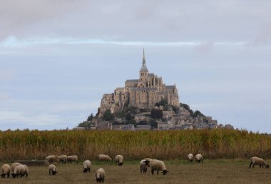 Kuzey Fransa 'nın Normandiya bölgesindeki Mont Saint Michel Manastırı ve siyah başlı Suffolk koyun sürüsü.