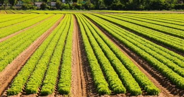 Yazın tarlada yetişen taze marul.