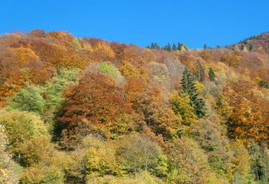 Sonbahar mevsiminde kırmızı sarı ve turuncu yapraklı ağaçlarla nefes kesici dağ manzarası