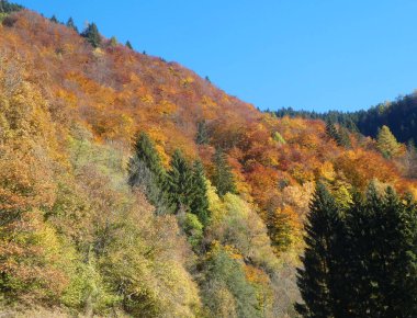 Sonbahar mevsiminde kırmızı sarı ve turuncu yapraklı ağaçlarla dağların güzel manzarası