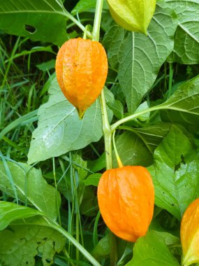 Evleri dekore etmek için kullanılan alkekengi adlı fabrikanın böğürtlenleri