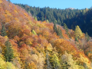 Sonbaharda kırmızı sarı ve turuncu yapraklı dağların manzarası