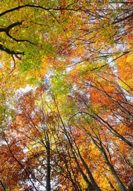Sonbaharda kırmızı sarı yapraklı orman ağaçları aşağıdaki dağlarda insan olmadan görülür.