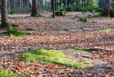 Ağaçlardan dökülen kuru yapraklarla kışın çalılıklarda nemli yosunlar.