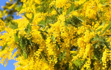 Avrupa 'da ilkbaharda Mimosa' nın sarı çiçeklerinin arkaplanı