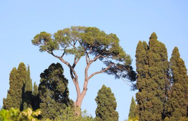 Avrupa 'nın bahçesindeki yüksek çam ağacına da çam ağacı denir.