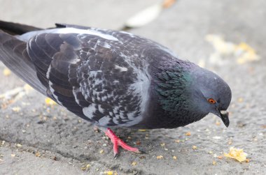 PIGEON şehri Avrupa meydanında ekmek kırıntıları yiyor