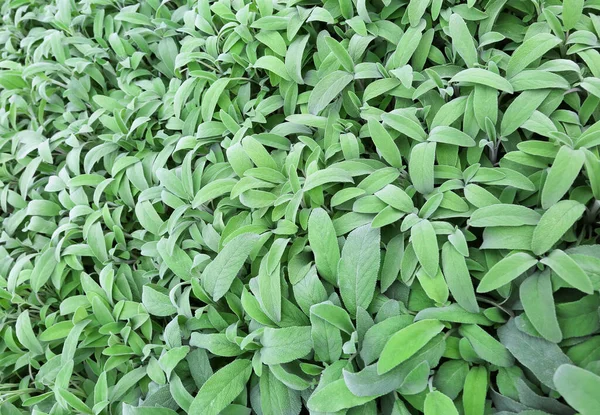 green leaves of sage. Sage is an aromatic herb ideal to flavor many dishes, mainly used in Italian cuisine