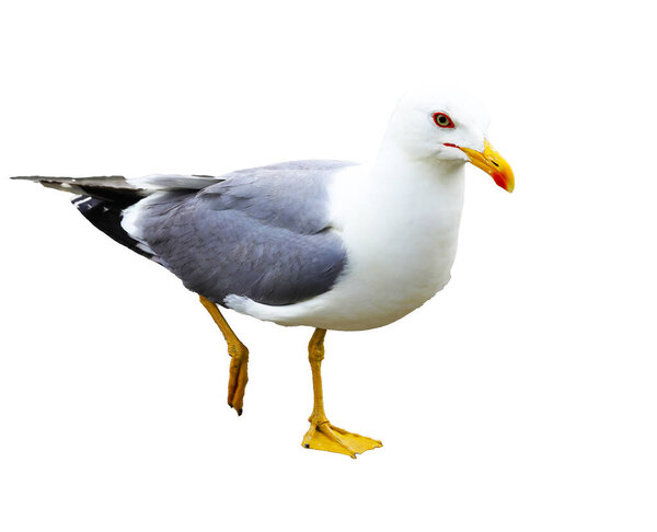 great Gull with yellow beak and webbed legs on white background