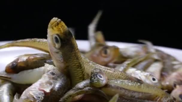 Φόντο Των Αλιευόμενων Ψαριών Που Ονομάζονται Αμμόχελα Της Οικογένειας Atherinidae — Αρχείο Βίντεο