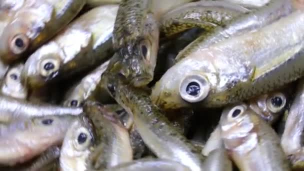 Background Many Caught Fish Called Sand Smelt Ideal Frying Boiling — Stock Video