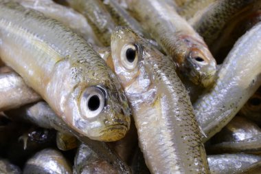 İtalyan ve Akdeniz mutfağında kullanılan zeytinyağında kızartılmak için ideal kum kokulu balık.