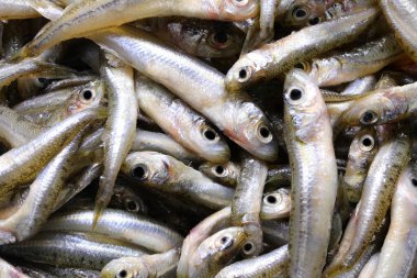 Kaynayan zeytinyağında kızarmak için ideal kum kokulu balık adı verilen bir çok balığın arka planı. Mutfakta çok takdir edilir.