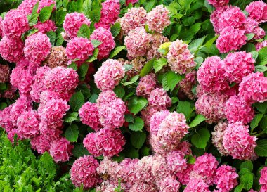 Baharda villanın bahçesinde fuşya ve morumsu çiçeklerden oluşan geniş bir çalı.