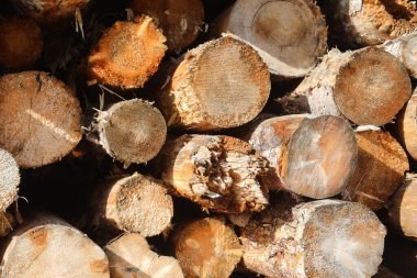 Endüstriyel kereste fabrikasında kesilip işlenmeye hazır kesilmiş kütüklerin arkaplanı
