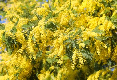 Birçok sarı mimoza çiçekleri kadınlar gününün bahar sembolü olarak çiçek açtı.
