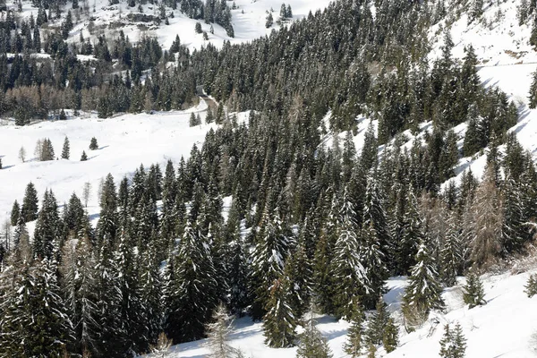 Bosque Montañoso Alerces Invierno Con Nieve Recién Caída — Foto de Stock