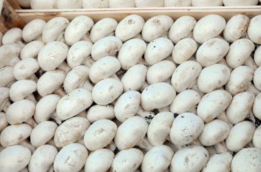 Çiftçi pazarında satılık beyaz yenebilir mantarlar