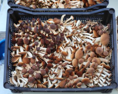 Yenilebilir kahverengi ve beyaz Pioppinos mantarı veya market mantarı.