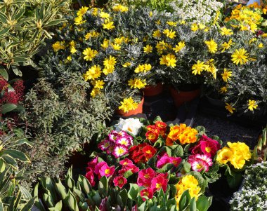 İlkbahar çiçek pazarında çiçek çeşitleri tam çiçeklenir.