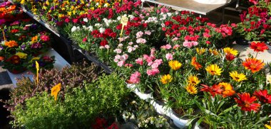 İlkbaharda çiçek pazarında Gazania olarak da adlandırılan hazine çiçeği