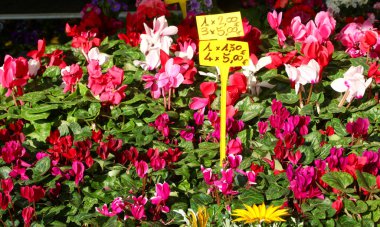 pots of blooming cyclamen flowers in spring and their price tags at an outdoor flower market clipart