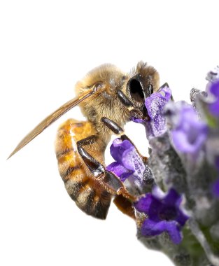 Arı, lavanta çiçeğinin nektarını beyaz arka planda emiyor.