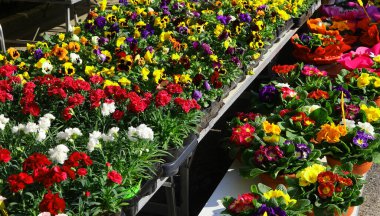 Bahar mevsiminin kaleydoskopu bir açık hava çiçek pazarında çiçek açar