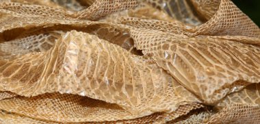 dry snake skin after moulting with scales of geometric figures clipart