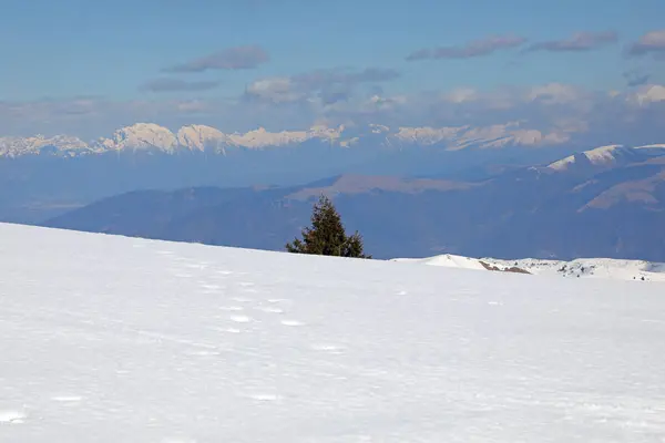 panorama with snow-capped mountains in winter and a pine tree with blue sky