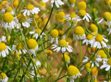 chamomile flowers blooming in spring  ideal for calming and relaxing herbal teas clipart