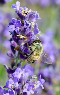 bee sips nectar from lavender flowers for lavender-infused honey production in a lavender field clipart