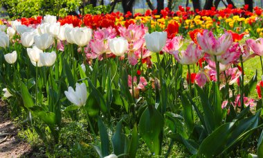Süslü bahçenin çiçek tarhında çeşitli renklerde çeşitli laleler var.