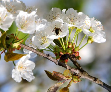 İlkbaharı sembolize eden güzel beyaz çiçekli kiraz ağacı dalı