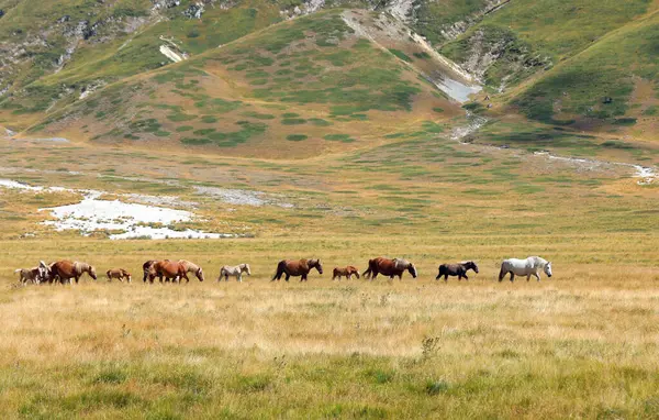 stock image herd of wild horses galloping fast including foals and mares in summer