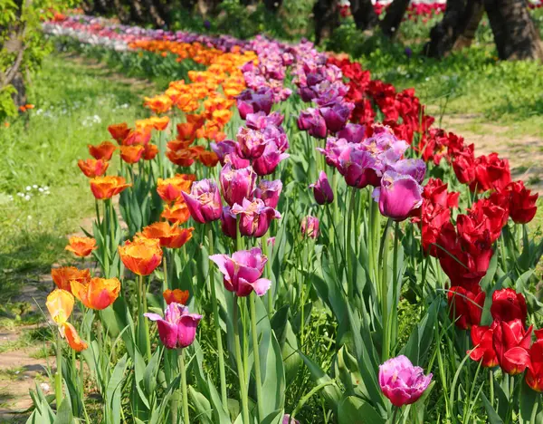 richly flowered flowerbeds in spring with many tulips flowers of varied colors for sale in the floriculture company