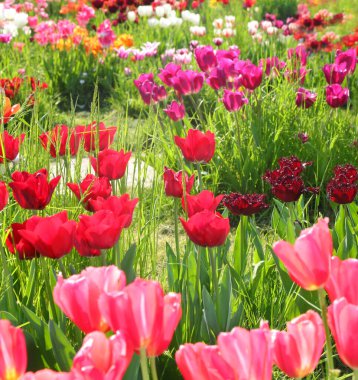 background of many tulip flowers of various colors blooming in the spring symbol of the Netherlands clipart