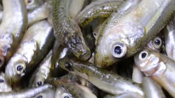 小さな海洋魚はアテリン科の家族に属し 地中海で発見され 魚を揚げるのに優れています — ストック動画