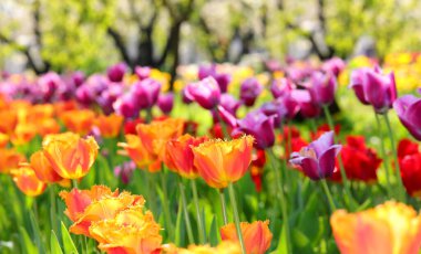Hollanda 'nın bahar sembolü olarak açan çeşitli renklerde lale çiçekleri.