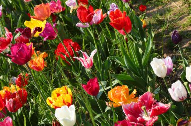 Arka planda renkli Hollanda laleleri çiçek açmış.