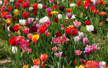 Renkli Hollanda lalelerinden oluşan canlı bir çiçek tarhı.