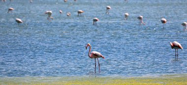 Pembe flamingolar sığ bir gölette diğer uzun bacaklı kuşların arasında duruyor.