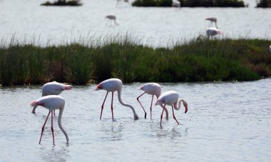 Pembe büyük flamingolar sulak göletin ortasında yiyecek arıyorlar.