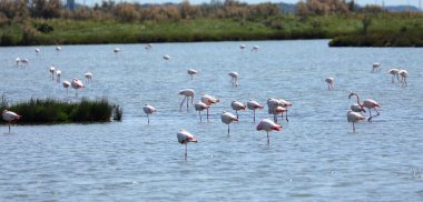 Birçok büyük pembe flamingo göç etmeden önce sulak gölet suyunun ortasında yiyecek arar.