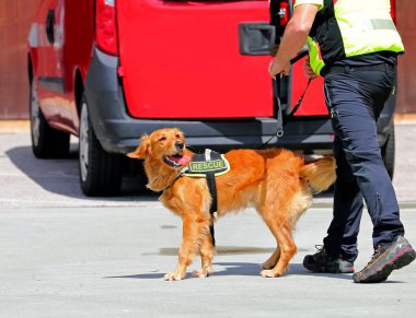 Metin etiketli bir idareci tarafından tasmalı olarak bulunan felaketlerden sonra genç kurtarma köpeği kayıp.