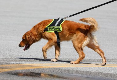 Felaket olaylarında kaybolan insanları aramak için köpek köpek av köpeği.
