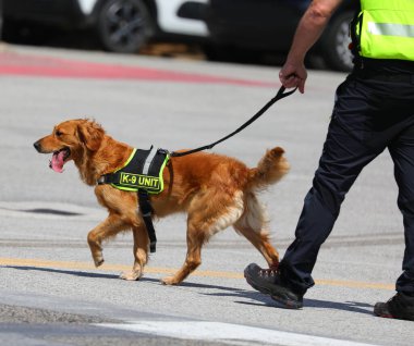 Kayıp Şahıs Arama Kurtarma Köpeği K9 Birim yeleği giyiyor ve idarecisi tarafından tasmalı tutuluyor.