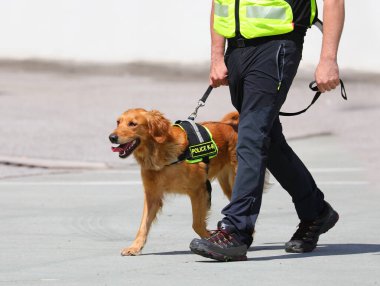 Polis köpeği, limandaki uyuşturucu kaçakçılığıyla mücadele için polis operasyonu sırasında yelek ve tasma takıyor.