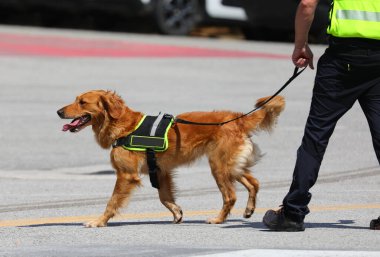 Kayıp kişilerin aranması ve kurtarılması sırasında av köpeği K-9 marka yelek giyip tasma takıyor ve dili dışarı sarkıyor.